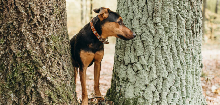 Terrier alemán - aseo