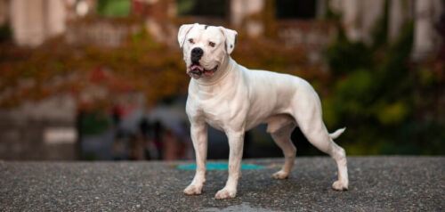 Bulldog americano: ¿animal agresivo o amistoso compañero de familia?