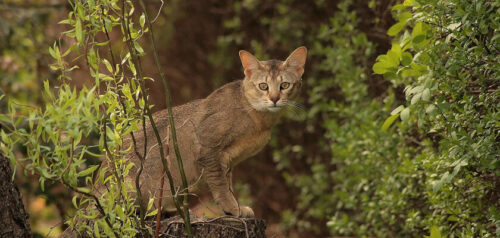 Gato de Chausie – descendiente del gato salvaje de los pantanos