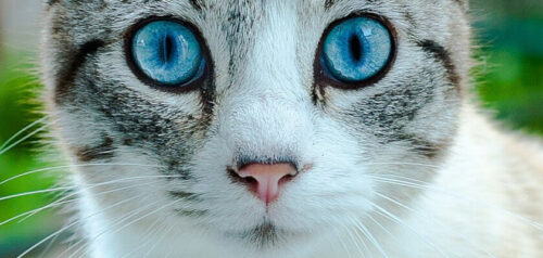 Cat ojos azules – ¡Ahógate en esos ojos azules!