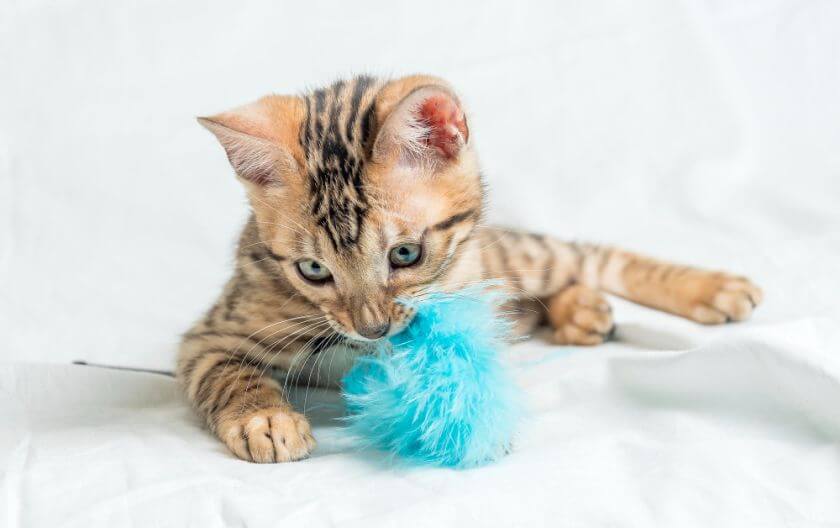 ¿Cómo elegir los juguetes adecuados para mi gato de Bengala?