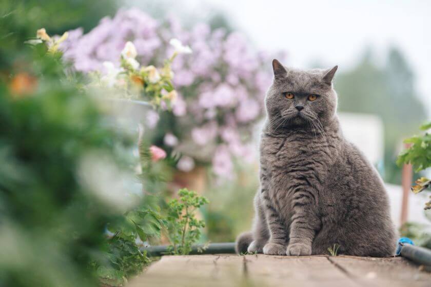 Gato británico - personaje. Es por lo que es amado