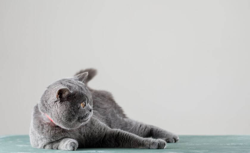 gato azul británico, o pelaje insignia