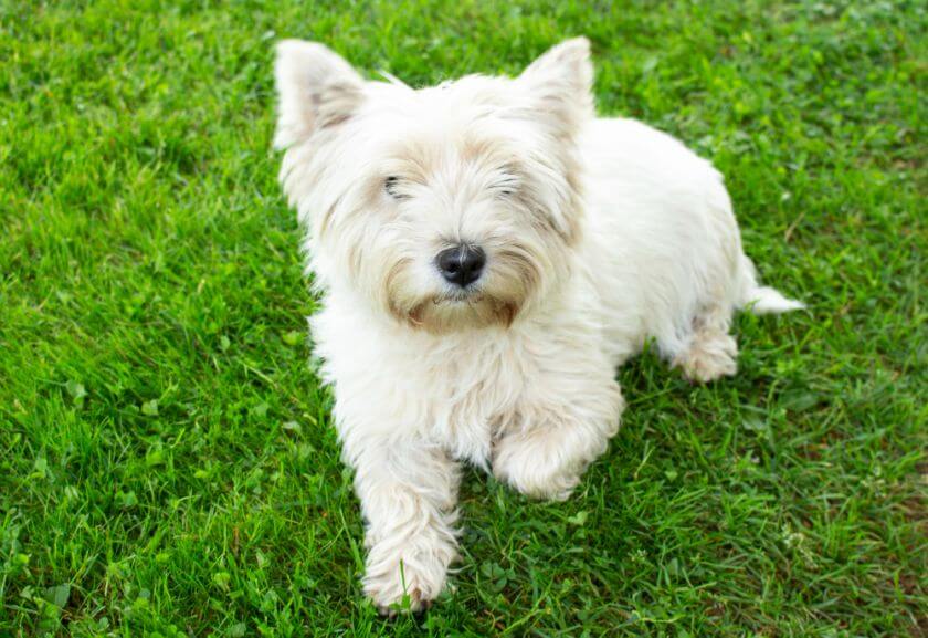 West highland white terrier - historia de la raza