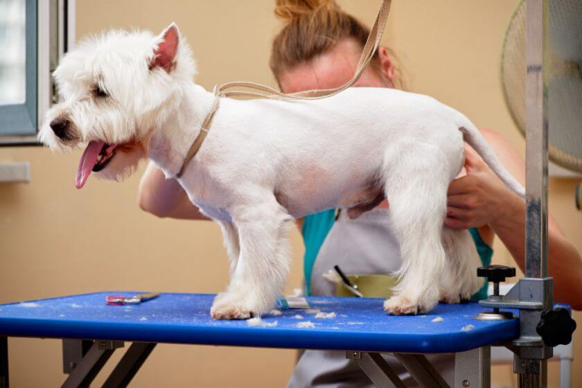 West highland white terrier - grooming