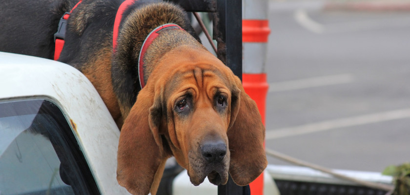 bloodhound-breed-description