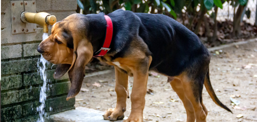 bloodhound-breeding