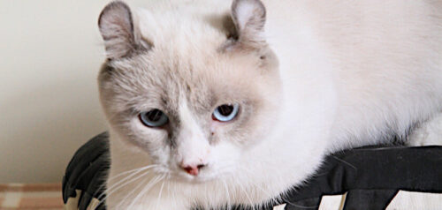Kinkalow: la raza más rara de gatos enanos