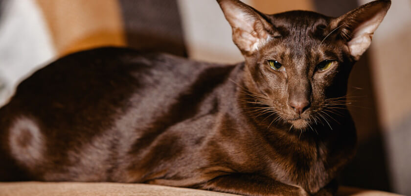 Gato marrón de la Habana – animal curioso y sociable