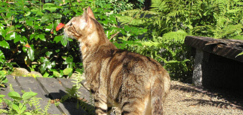 El gato sokoke: salud, aspecto y carácter