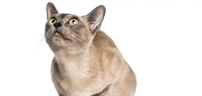 Gato tonkinés: la raza de gato ideal para el hogar