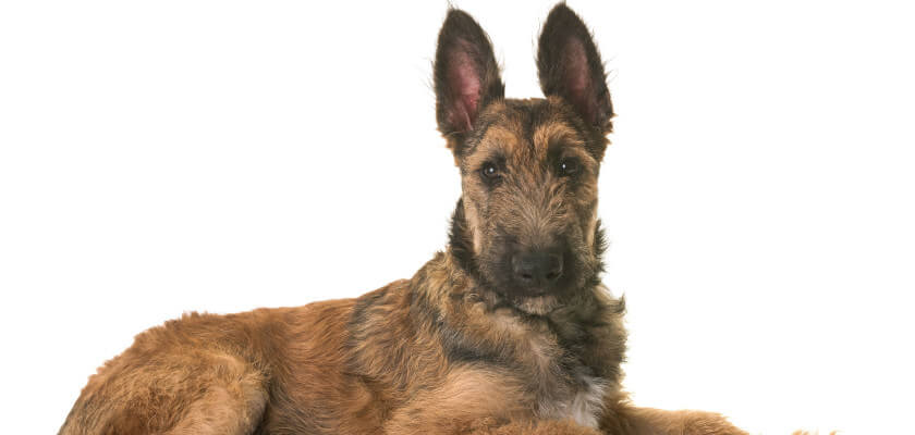 Laekenois – características, cría, origen y cuidados de este perro pastor