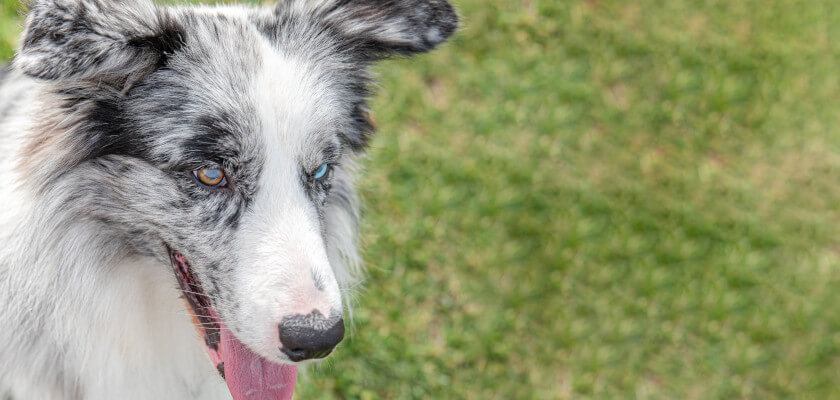 Pastor australiano miniatura: ¿qué distingue a este perro pastor? Descubra cómo cuidarlo.