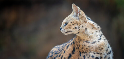 El serval africano como mascota. ¿Es posible domesticar un gato salvaje y criarlo en casa?