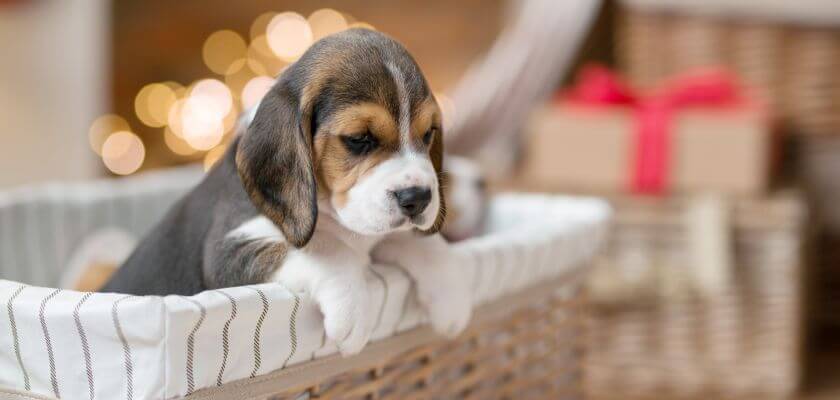 razas de perros medianos - beagle