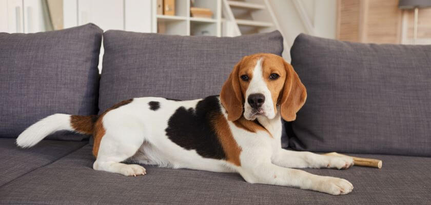 beagle-for-who