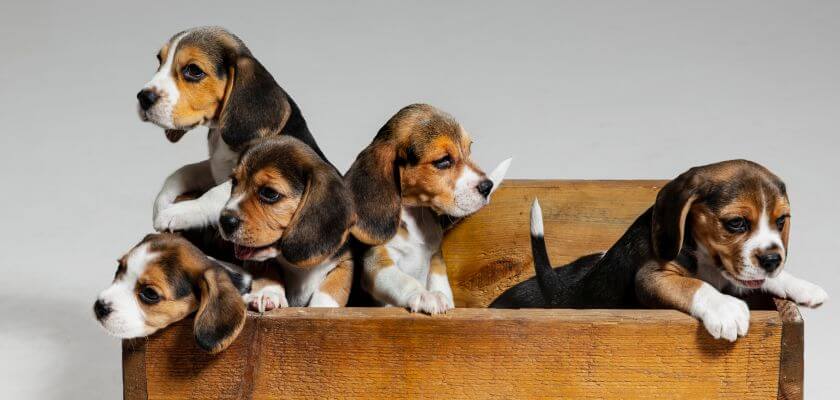 beagle-breed-history