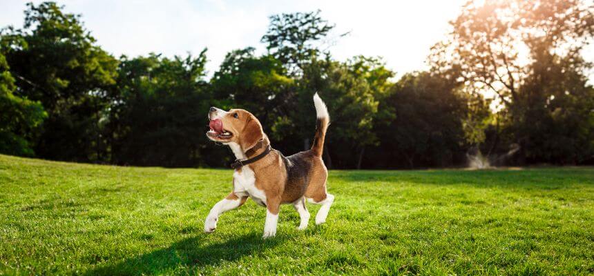 beagle-breed description
