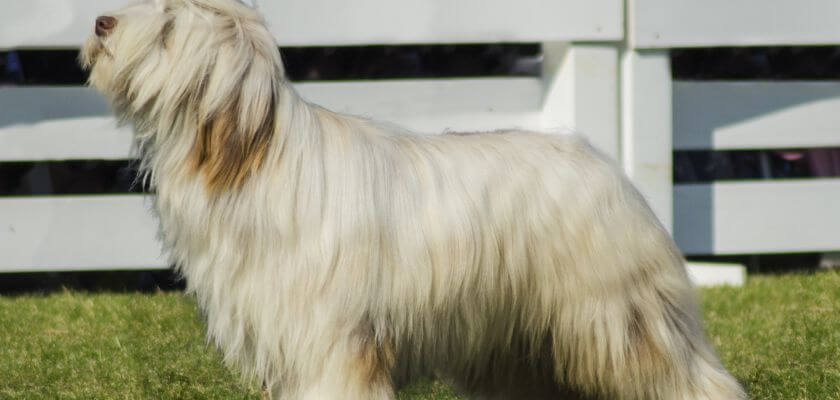 bearded collie - bearded collie dog for whom