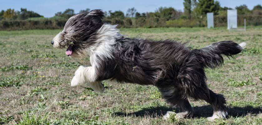 bearded collie - breed history