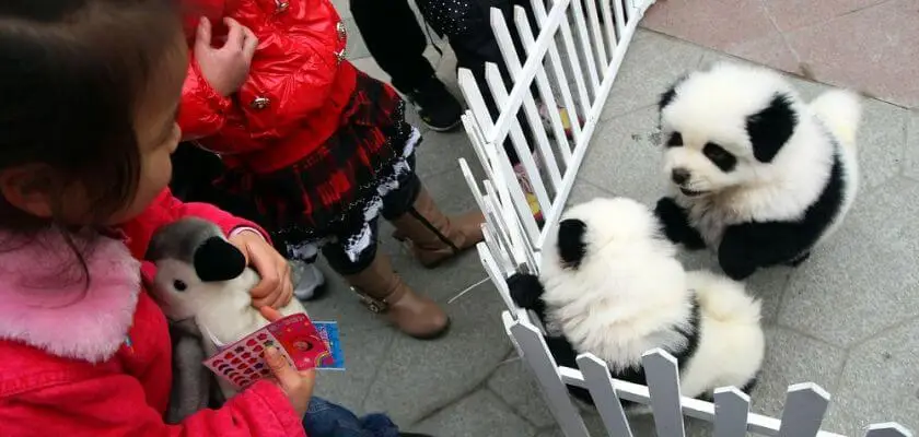 Chow chow panda: ¿se parece realmente este perro a un oso de bambú?