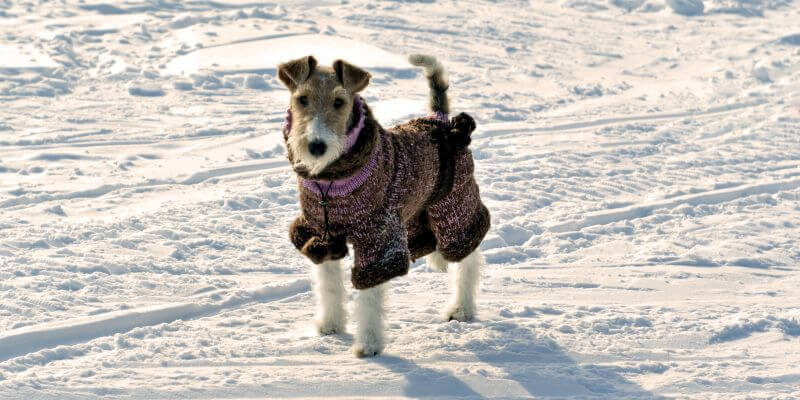 foxhound - perro extremadamente sano y resistente