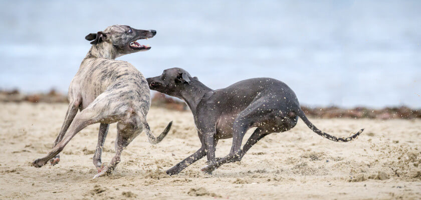 greyhound-training