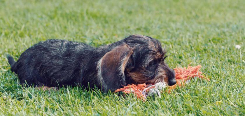 rough-haired dachshund - nutrition and activity