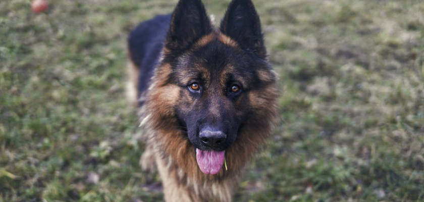 Perro pastor alemán de pelo largo - descripción de la raza y estándar