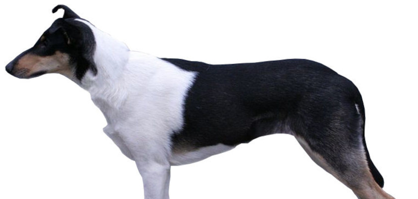 short-haired scottish sheepdog-price