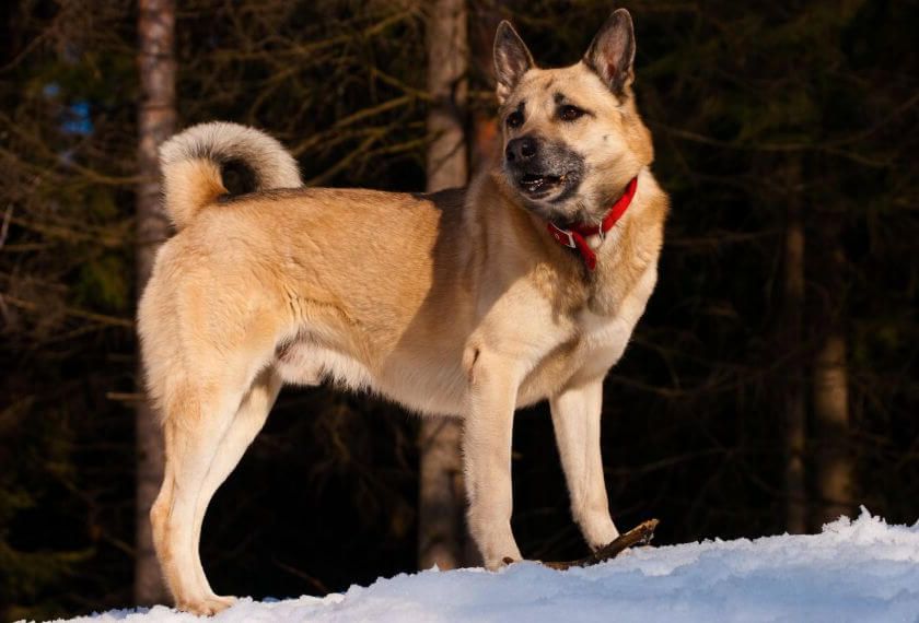 Perro pastor de Siberia Occidental - ¿qué carácter tiene?
