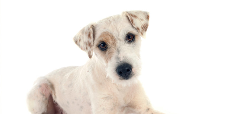 parson-russel-terrier-breeding