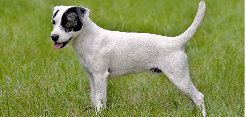 raza parson terrier