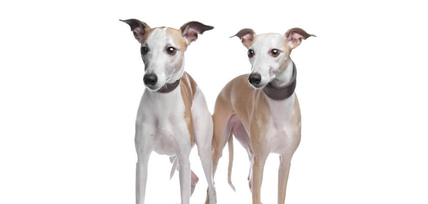 whippet-character