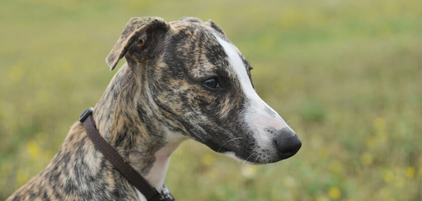 whippet-image