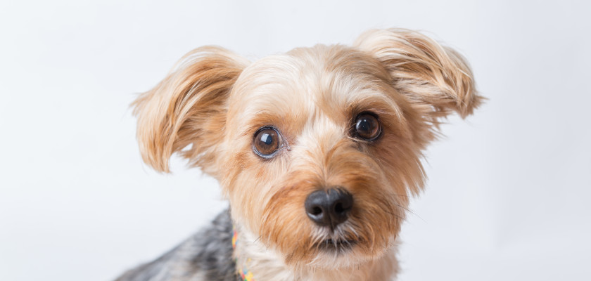 yorkshire terrier-for-who