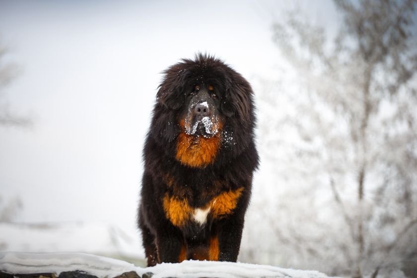 perro chino de raza mastín tibetano