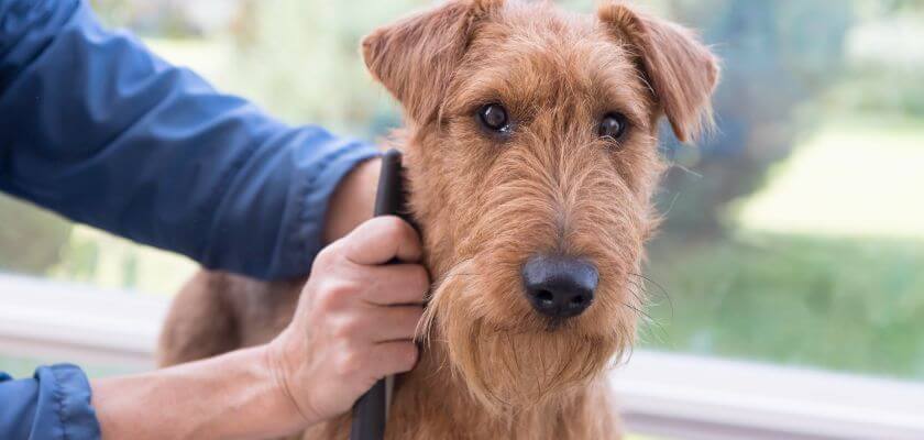 Irish terrier - grooming