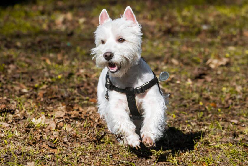 Enfermedades del West white terrier y duración de vida