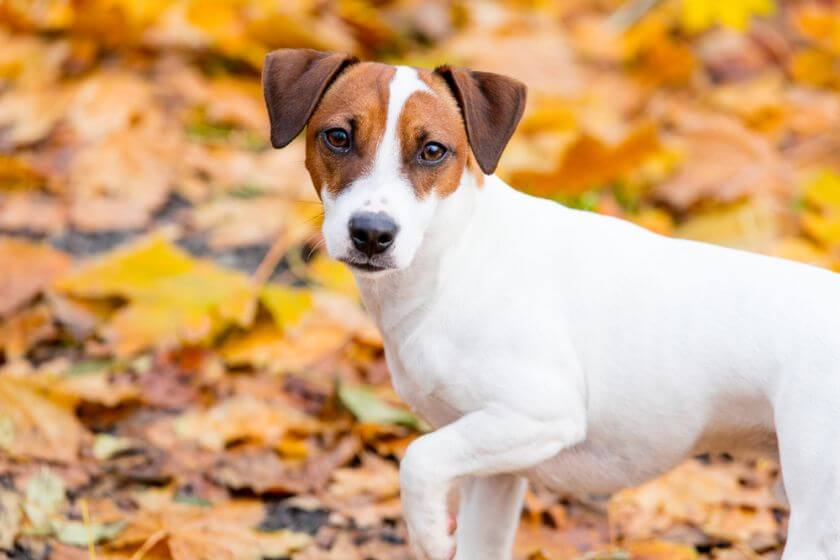 Esperanza de vida y salud del Jack russel terrier