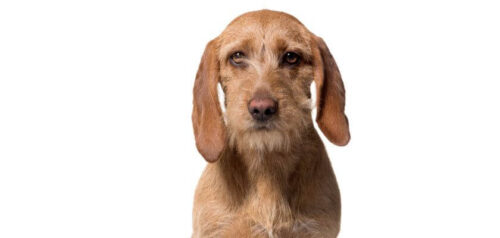 Basset bretón – características de una raza de perros pequeños con gran carácter