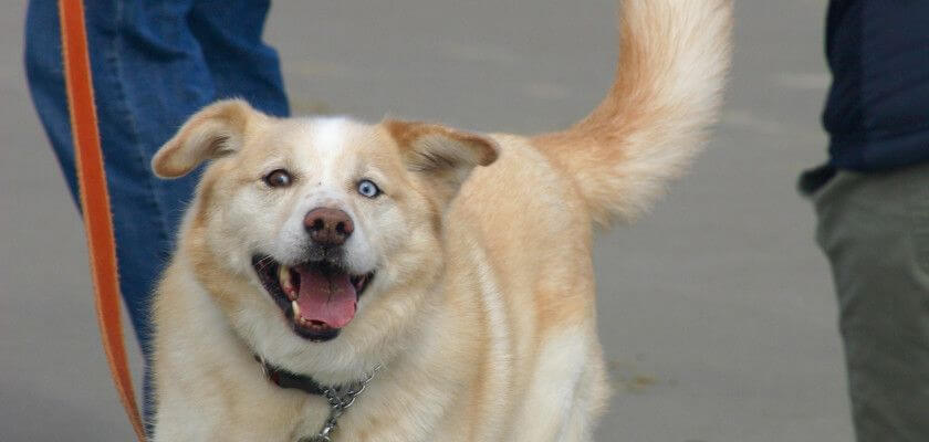 Labrador husky – huskador, ¡una mezcla de dos razas de perros! ¡Conozca a esta mascota única!