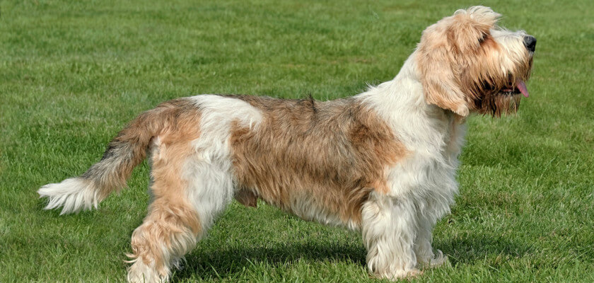 Petit basset griffon vendéen – un pequeño perro sabueso francés. ¿Será el compañero adecuado para ti?
