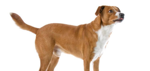 Pinscher austriaco – perro guardián inteligente de tamaño medio