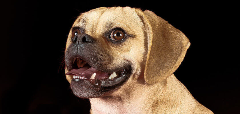 Puggle: uno de los perros híbridos de mayor diseño. ¿De dónde viene su popularidad?