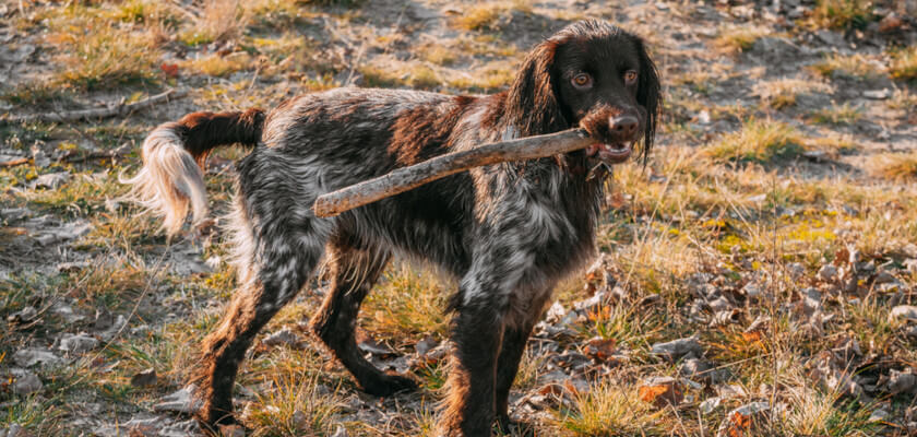 Spaniel polaco de caza – ¡descubra más sobre la raza de caza doméstica más joven!