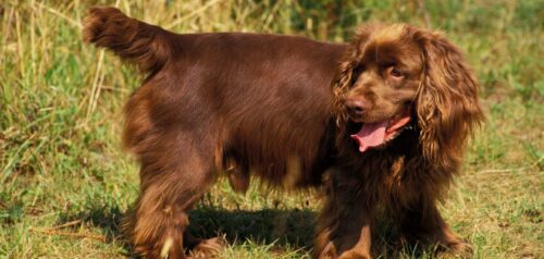 Un conjunto de razas de perros de caza. Sussex spaniel – un perro encantador con un pelaje dorado