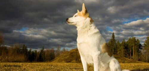 Spitz nórdico, el perro de caza de Suecia – descripción de la raza, origen y carácter del Spitz nórdico