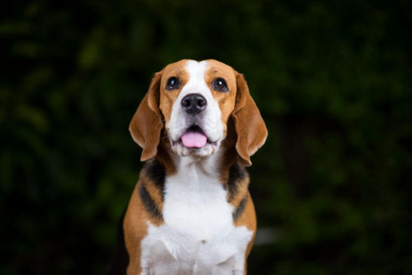 Beagle - trata las opiniones de un personaje díscolo con precaución