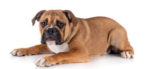 El Bulldog Continental: ¿qué diferencia a esta rara raza de perro familiar?